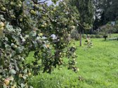 Sklypo plotas – 8,54 a - nuotraukos Nr. 9