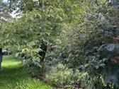 Sklypo plotas – 8,54 a - nuotraukos Nr. 10