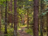 Parduodamas Išskirtinis Namų Valdos Sklypas - nuotraukos Nr. 11