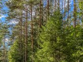 Parduodamas Išskirtinis Namų Valdos Sklypas - nuotraukos Nr. 14