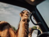Parduodamas Privatus Safari Parkas Lietuvoje - nuotraukos Nr. 16