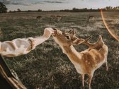 Parduodamas Privatus Safari Parkas Lietuvoje - nuotraukos Nr. 17