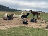 Parduodamas Privatus Safari Parkas Lietuvoje - nuotraukos Nr. 19