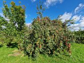 Vienoje Iš Uteniškių Labiausiai Mėgstamų Ir - nuotraukos Nr. 9