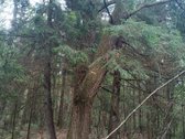 Parduodamas 15.8ha miškų ūkio paskirties sklypas - nuotraukos Nr. 2