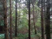 Parduodamas 15.8ha miškų ūkio paskirties sklypas - nuotraukos Nr. 3