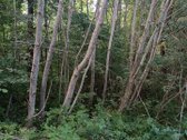 Parduodamas 15.8ha miškų ūkio paskirties sklypas - nuotraukos Nr. 4