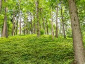 Ramybė, privatumas ir gamta – tai šių namų - nuotraukos Nr. 5