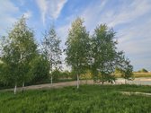 Parduodamas 9,80 Aro Kampinis Sklypas Su - nuotraukos Nr. 10