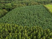 Parduodamas 1.9950 Ha Miškų Ūkio Sklypas - nuotraukos Nr. 4