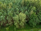 Parduodamas 1.9950 Ha Miškų Ūkio Sklypas - nuotraukos Nr. 7