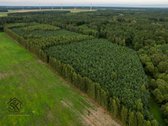 Parduodamas 1.9950 Ha Miškų Ūkio Sklypas - nuotraukos Nr. 8
