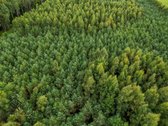 Parduodamas 1.9950 Ha Miškų Ūkio Sklypas - nuotraukos Nr. 9
