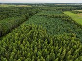 Parduodamas 1.9950 Ha Miškų Ūkio Sklypas - nuotraukos Nr. 10