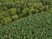 Parduodamas 1.9950 Ha Miškų Ūkio Sklypas - nuotraukos Nr. 11