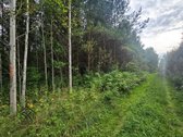Parduodamas 1.9950 Ha Miškų Ūkio Sklypas - nuotraukos Nr. 12