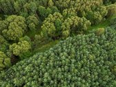 Parduodamas 1.9950 Ha Miškų Ūkio Sklypas - nuotraukos Nr. 16