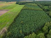 Parduodamas 1.9950 Ha Miškų Ūkio Sklypas - nuotraukos Nr. 17