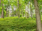Ramybė, privatumas ir gamta – tai šių namų - nuotraukos Nr. 26