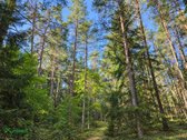 Parduodama namo dalis šalia Gražutės miško ir - nuotraukos Nr. 12