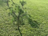 Parduodamas prižiuretas sklypas SB Nemunas, - nuotraukos Nr. 3