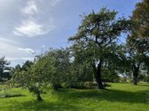Kalvų Ir Klonių Apsuptyje Parduodama - nuotraukos Nr. 21