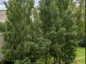 Vilniaus m. sav., Vilniaus m., Pašilaičiai - nuotraukos Nr. 33
