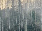 Parduodama Išskirtinė, Sodyba Tirkšliuose, - nuotraukos Nr. 51