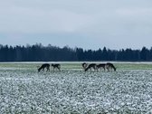 Parduodama Išskirtinė, Sodyba Tirkšliuose, - nuotraukos Nr. 55