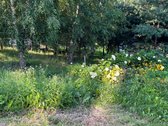 Jaukus 30 m² namelis gamtos apsuptyje - nuotraukos Nr. 12