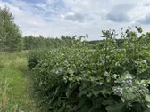 Pavadinimas - nuotraukos Nr. 15