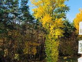 Parduodamas 3 Kambarių Butas Šalia Jomanto Parko - nuotraukos Nr. 5