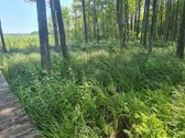 Parduodamas 2,66 ha sklypas prie Lieluko - nuotraukos Nr. 5