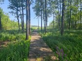 Parduodamas 2,66 ha sklypas prie Lieluko - nuotraukos Nr. 6
