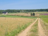 Parduodamas 2,66 ha sklypas prie Lieluko - nuotraukos Nr. 11