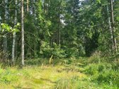 Parduodamas puikus miško sklypas Vilniaus r. - nuotraukos Nr. 2