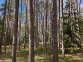 Parduodamas 1,27 ha ploto miško paskirties - nuotraukos Nr. 2