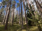 Parduodamas 1,27 ha ploto miško paskirties - nuotraukos Nr. 4