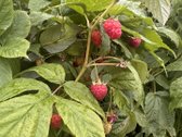Be Tarpininkų Parduodamas 6 a. Sklypas - nuotraukos Nr. 12