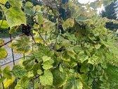 Parduodamas Prižiūrėtas 6 a Sodo Sklypas Su 2 - nuotraukos Nr. 16