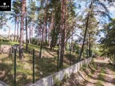 5.93 Arų Sklypas Su Brandžiomis Pušimis - nuotraukos Nr. 5