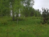 Išskirtinė 1 ha rekreacinė valda su 50 m - nuotraukos Nr. 4