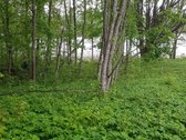 Išskirtinė 1 ha rekreacinė valda su 50 m - nuotraukos Nr. 6