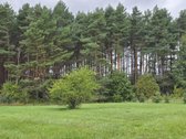 Geriausia, ką galima nupirkti už pinigus, – - nuotraukos Nr. 14