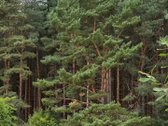 Geriausia, ką galima nupirkti už pinigus, – - nuotraukos Nr. 2