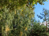 Valakampiai – tai Vilniaus vieta, kur miesto - nuotraukos Nr. 20