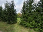 Parduodami du sklypai su gyvenamuoju namu ir - nuotraukos Nr. 11