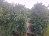 Parduodamas tvarkingas ir patogiai - nuotraukos Nr. 7