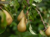 Parduodamas Jaukus Ir Prižiūrėtas Sodo Namas - nuotraukos Nr. 19