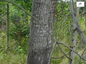 Parduodamas erdvus 40a namų valdos sklypas - nuotraukos Nr. 14